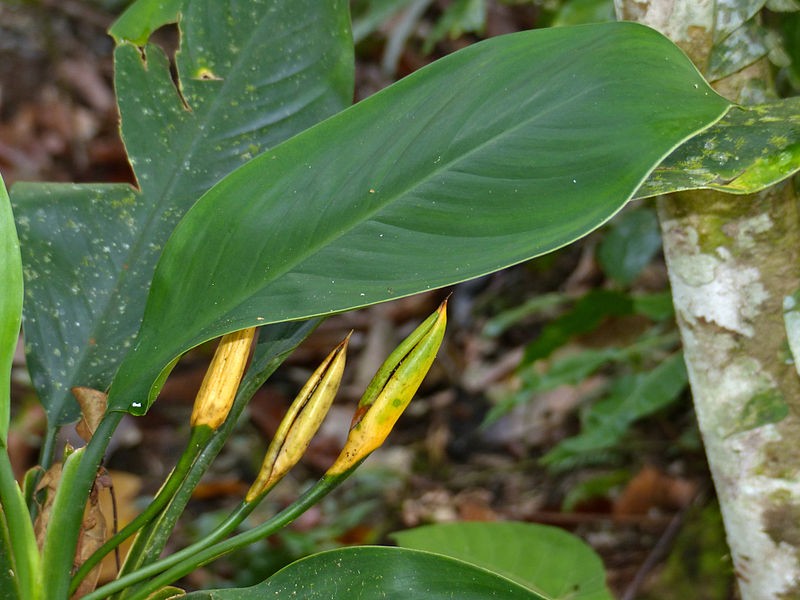 Araceae-planta-verde-mato-jardim (Foto: Bernard DUPONT/Creative Commons)