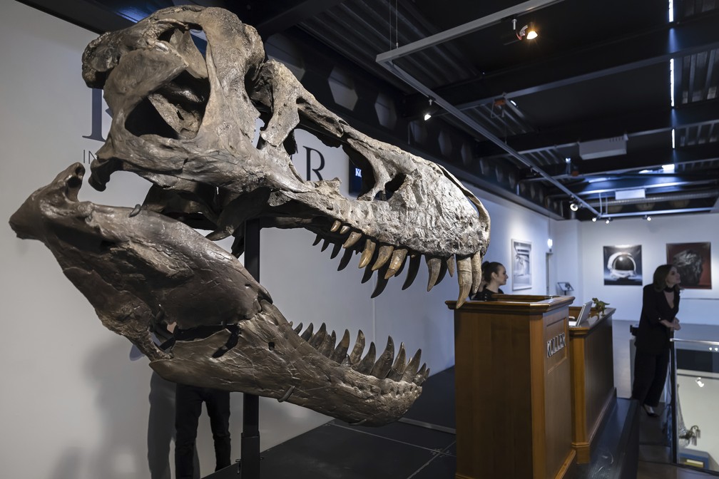 A cabeça do T. rex Trinity é exposta durante o leilão em Zurique. — Foto: Michael Buholzer/Keystone via AP
