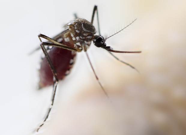 mosquito; dengue; doença (Foto: Thinkstock)