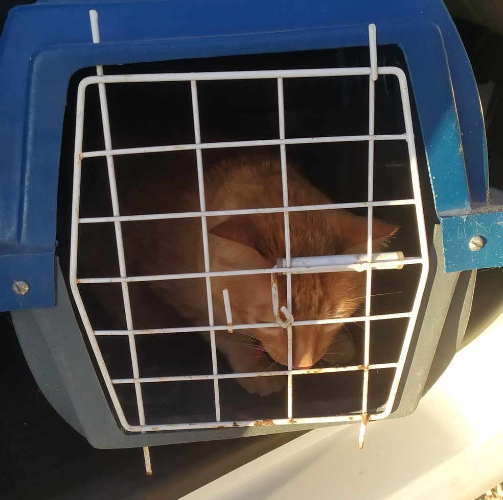 Gato foi resgatado e levado de Patos para Campina Grande pelo advogado Ol�mpio Rocha � Foto: Ol�mpio Rocha/Advogado