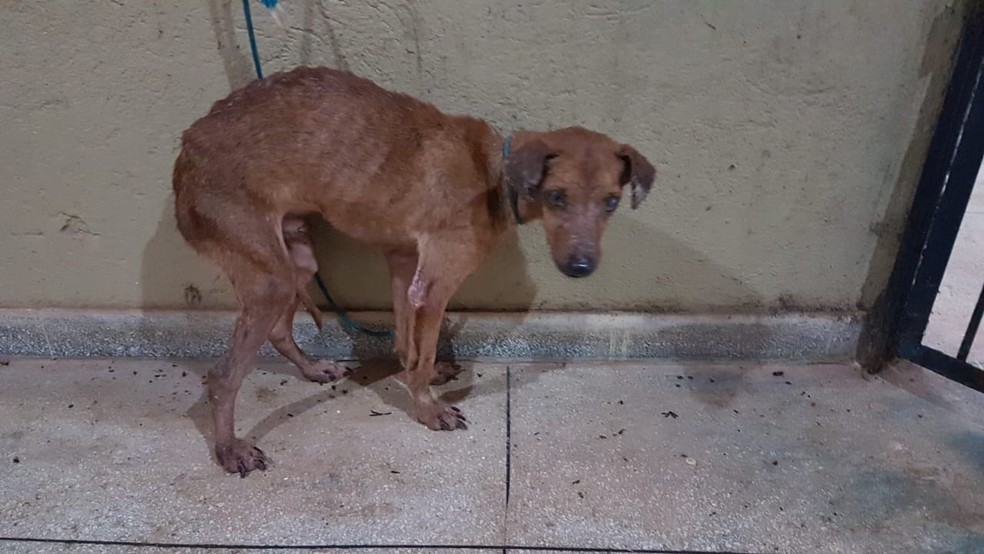 Cachorro abandonado por dono é diagnosticado com calazar e será sacrificado  | Tocantins | G1