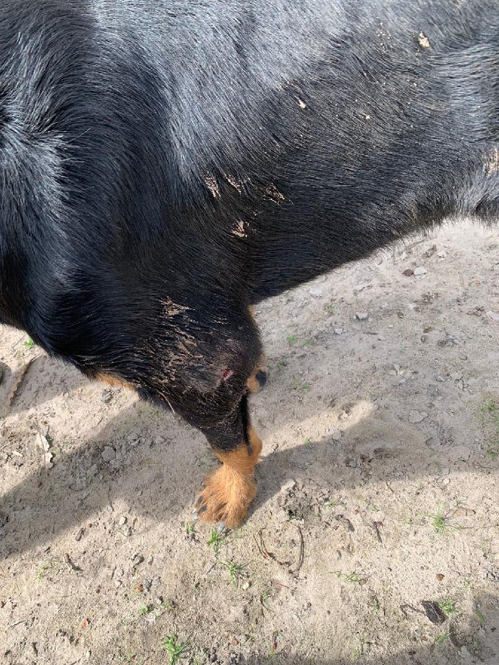 Dois cachorros são resgatados após passarem por maus-tratos — Foto: Polícia Civil/Divulgação