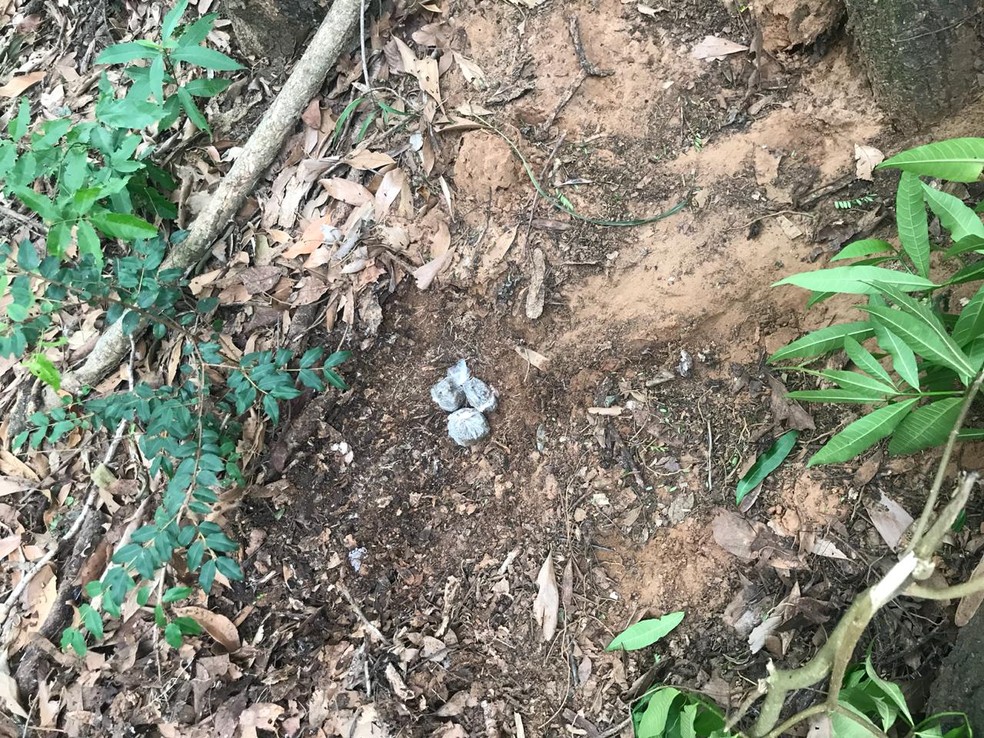 Droga estava em área de pastagem em Pirapozinho — Foto: Cedida/Polícia Militar