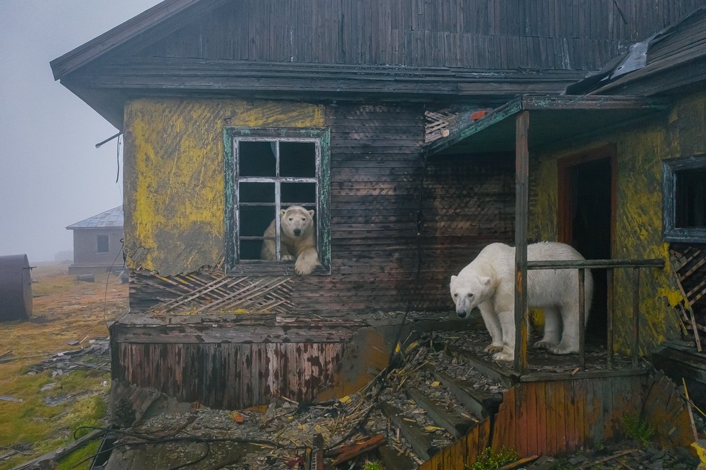 Ursos invadem antiga estação meteorológica russa no ártico — Foto: Cortesia/Dmitry Kokh