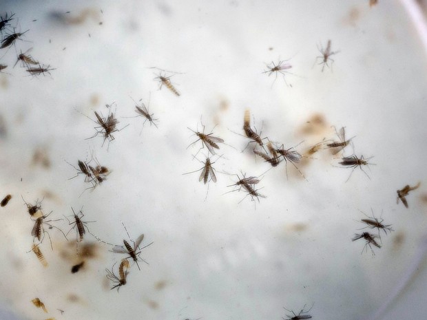  Mosquitos Aedes aegyti são vistos em laboratório da Colômbia  (Foto: AP Photo/Ricardo Mazalan)