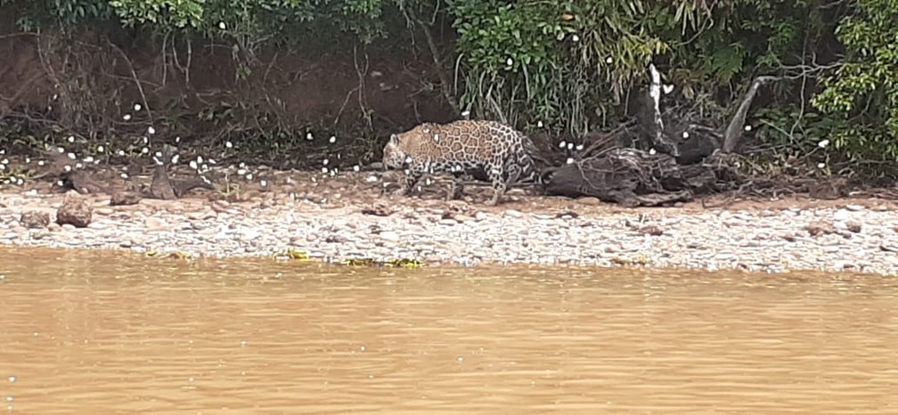 Vigilantes flagraram onça-pintada às margens do Rio Paranapanema — Foto: Reprodução/Facebook/Morro do Diabo