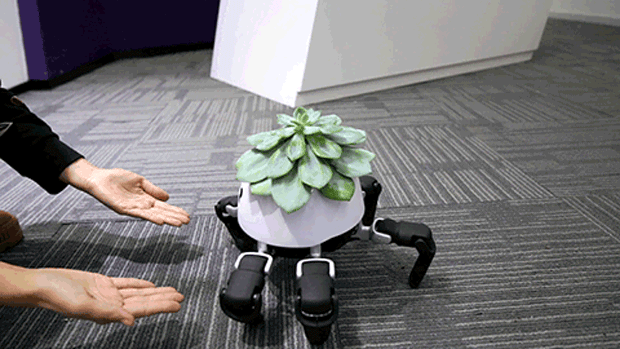 Robô leva plantas para tomar sol (Foto: Divulgação)