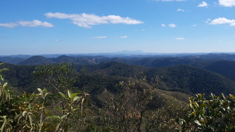   Tarumã-pomerano cresce em afloramentos rochosos da Região Serrana do Espírito Santo — Foto: Divulgação/Instituto Nacional da Mata Atlântica (INMA)
