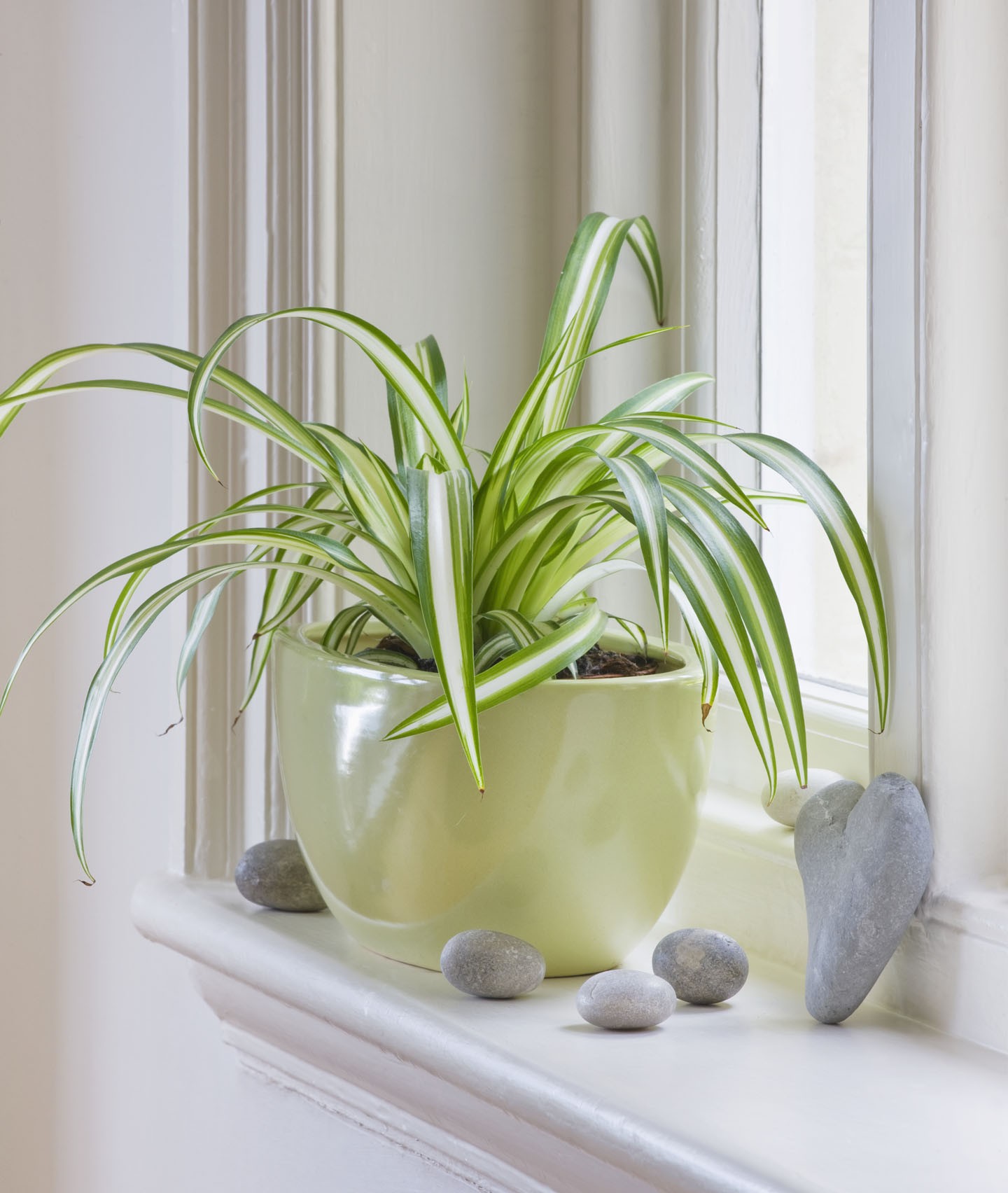 DESIGNER: CLARE MATTHEWS - HOUSEPLANT PROJECT - GREEN CONTAINER ON WINDOWSILL PLANTED WITH SPIDER PLANT - CHLOROPHYTUM COMOSUM (Foto: Getty Images)