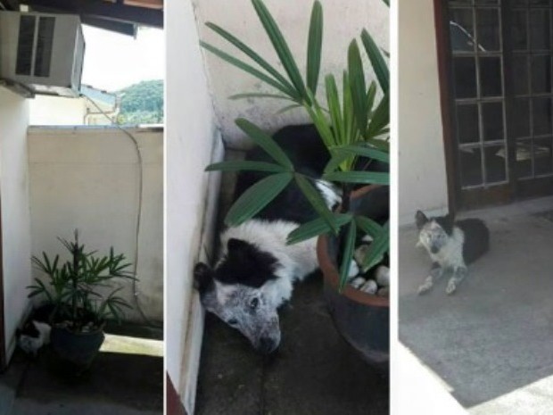 Cachorro foi encontrado em uma poça d&#39;água formada na saída de um ar-condicionado (Foto:  Polícia Militar/Divulgação)
