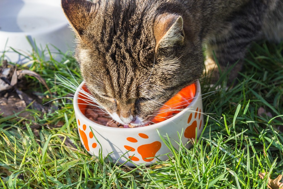 Veterinário orienta sobre os cuidados diários para melhorar a saúde dos gatos — Foto: meineresterampe/Pixabay 
