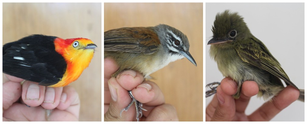 Estudo aponta que pelo menos três espécies de aves têm superpopulação dentro do Parque Zoobotânico  — Foto: Diego Pedroza/Arquivo pessoal 
