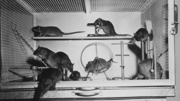 Ratazanas que tiveram espaço, estímulo e companhia para descobrir, explorar e se exercitar se desenvolveram muito mais (Foto: MARIAN DIAMOND UC BERKELEY, via BBC News Brasil)