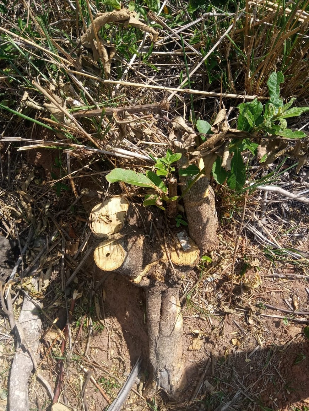 Corte irregular de árvores nativas foi constatado em sítio em Álvares Machado — Foto: Polícia Ambiental 