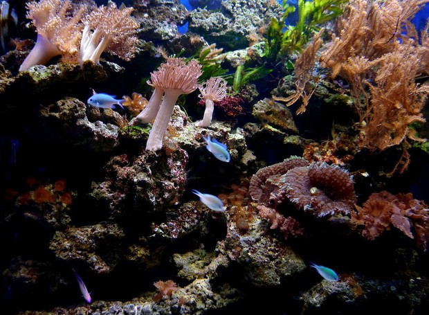 Os peixes considerados menos atraentes contribuem mais para a biodiversidade de um coral (Foto: Pixabay / Jörg Husemann / CreativeCommons)