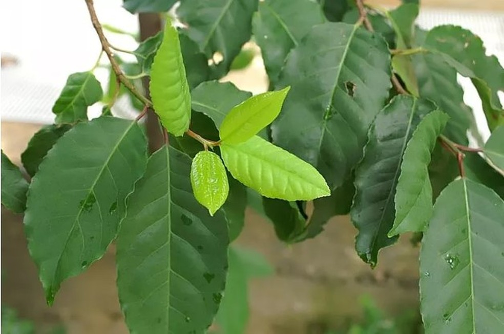 Prunus africana — Foto: David Stang/Wikimedia Commons