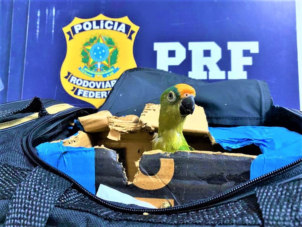 Mulher é flagrada em ônibus na BR-116 com arara-maracanã em bolsa de viagem — Foto: Divulgação/PRF