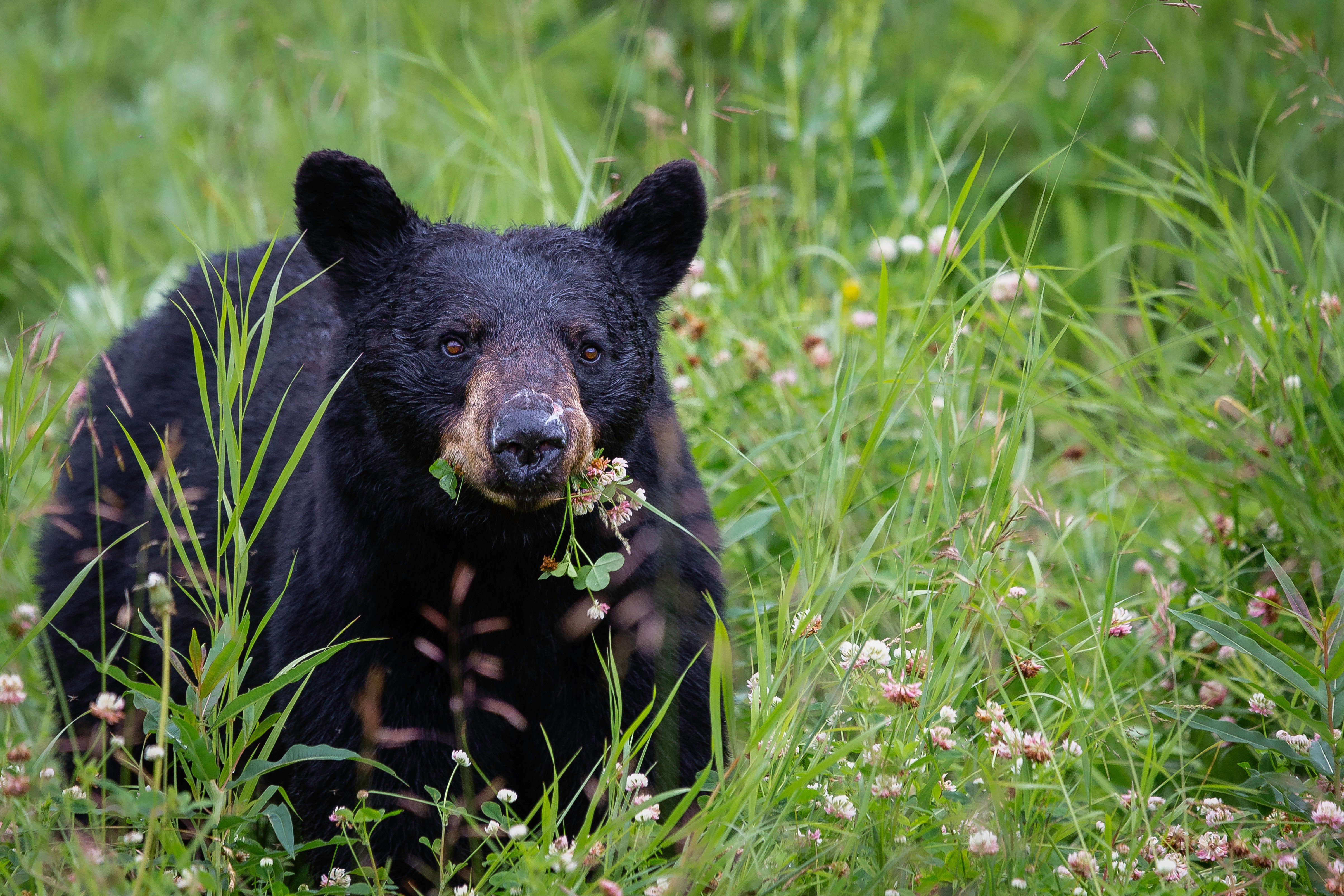 Urso-negro (Foto: Pete Nuij via Unsplash)