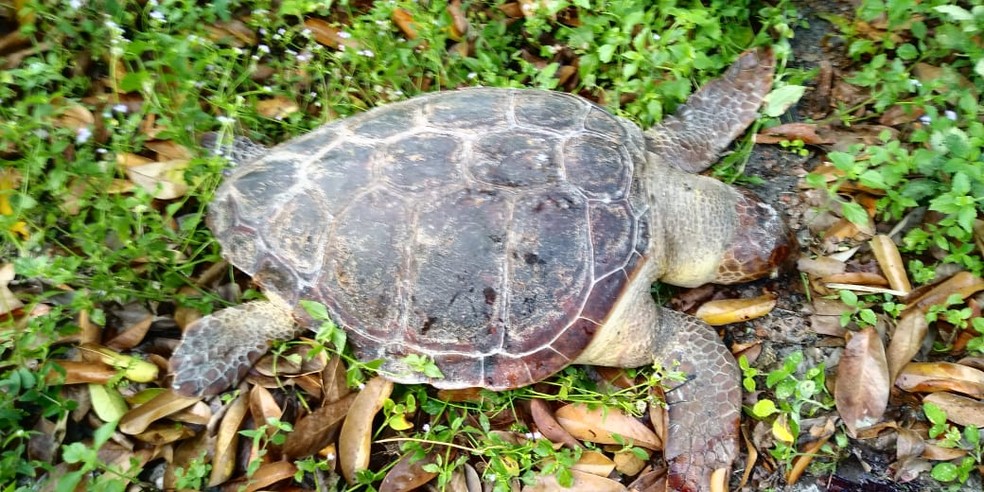 Tartaruga foi encontrada morta em baixo da ponte Jorge Amado, em Ilhéus — Foto: Divulgação / Projeto (A)Mar