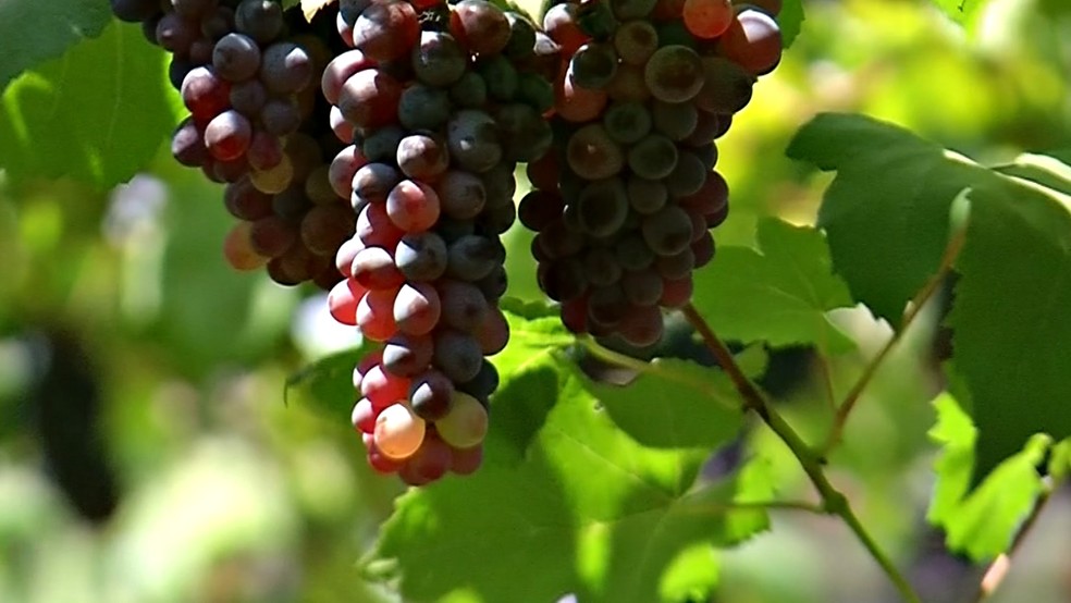 No Paraná, a cidade de Marialva, no norte do estado, se destaca na produção de uvas.  — Foto: Reprodução/ TV TEM