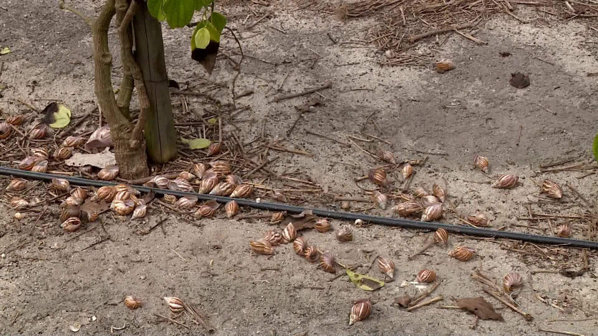 VÍDEOS: Jornal do Campo ES de domingo, 27 de março