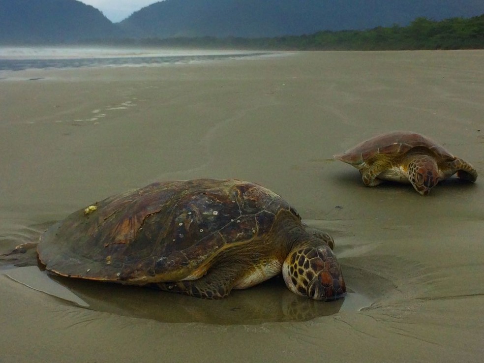 Duas Tartarugas Sao Encontradas Mortas Em Praia Em Ubatuba Sp Vale Do Paraiba E Regiao G1