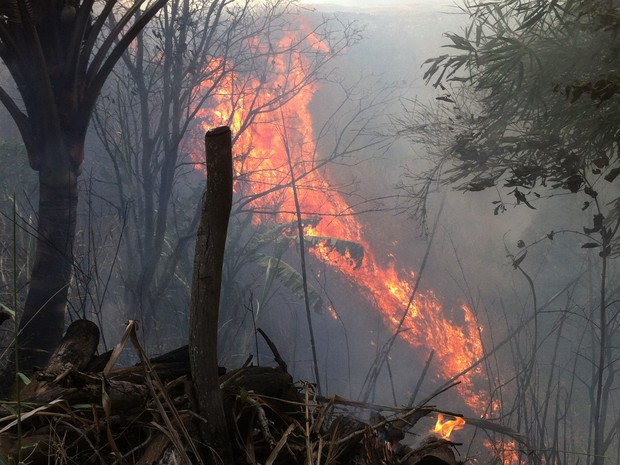 A vegetação seca ajudou o fogo a se espalhar com velocidade. (Foto: Diego Souza/G1)
