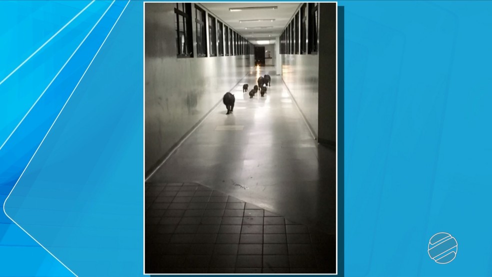 Capivaras são flagradas andando em hospital de Campo Grande MS (Foto: Reprodução TV Morena)