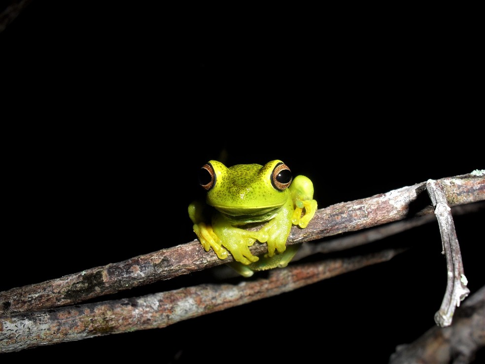 Biólogo sempre admirou a natureza e há pelo menos 10 anos registra a variedade de espécies — Foto: Pedro Medeiros/VC no TG