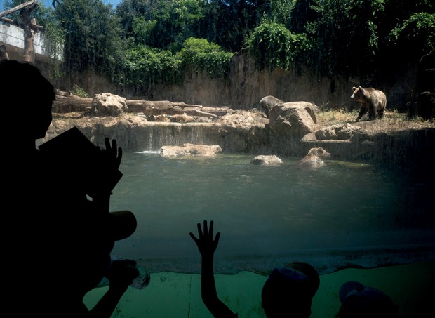 ROME, ITALY - JUNE 25: People watch a Brown Bear refreshing in a pool of water during a heat wave at the "Bioparco" (Rome zoo), on June 25, 2019 in Rome, Italy.  (Photo by Antonio Masiello/Getty Images) (Foto: Getty Images)