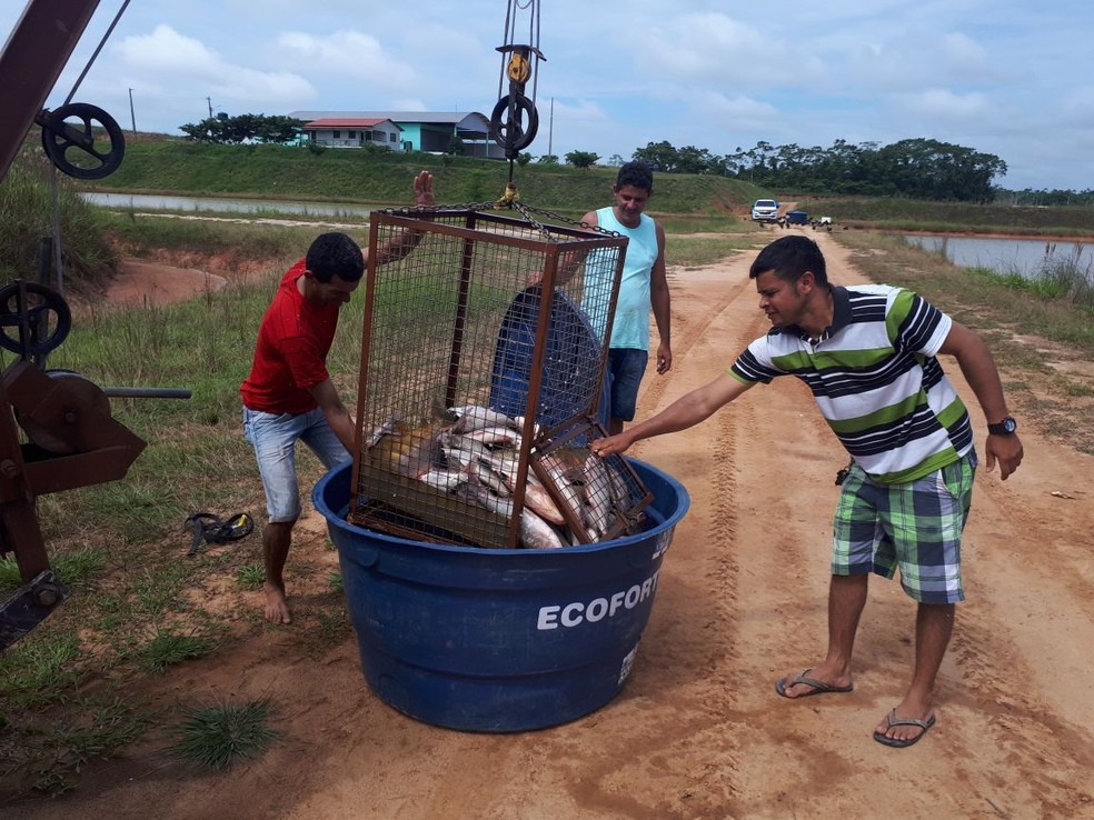 Ao menos 8 toneladas de pescado já começaram a chegar no município (Foto: Adelcimar Carvalho/G1)