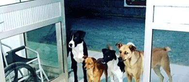 CÃ£es esperam morador de rua na porta de hospital em SC; veja (reproduÃ§Ã£o)
