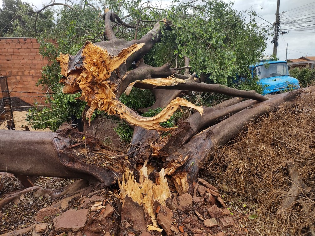 Árvore caída no jardim Batistão, em Campo Grande — Foto: Ariovaldo Dantas/TV Morena