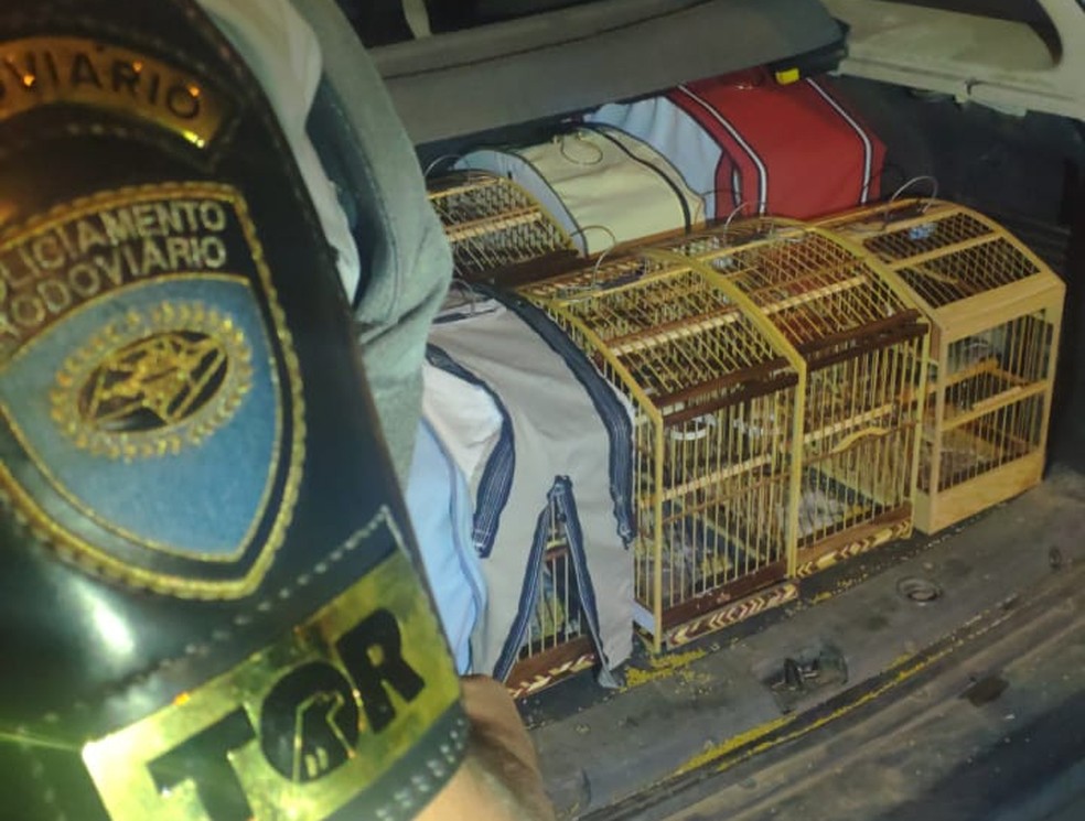 Pol&iacute;cia resgata p&aacute;ssaros silvestres encontrados em gaiolas no porta-malas de carro em Paragua&ccedil;u Paulista &mdash; Foto: Pol&iacute;cia Rodovi&aacute;ria/Divulga&ccedil;&atilde;o