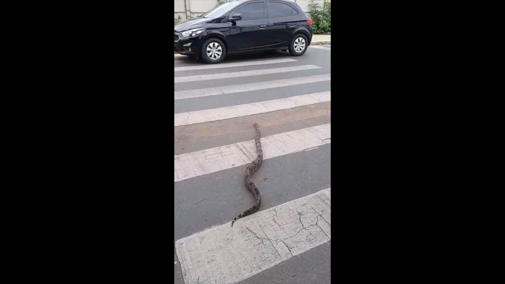 Cobra é filmada atravessando na faixa de pedestres em parque de Cuiabá — Foto: Reprodução