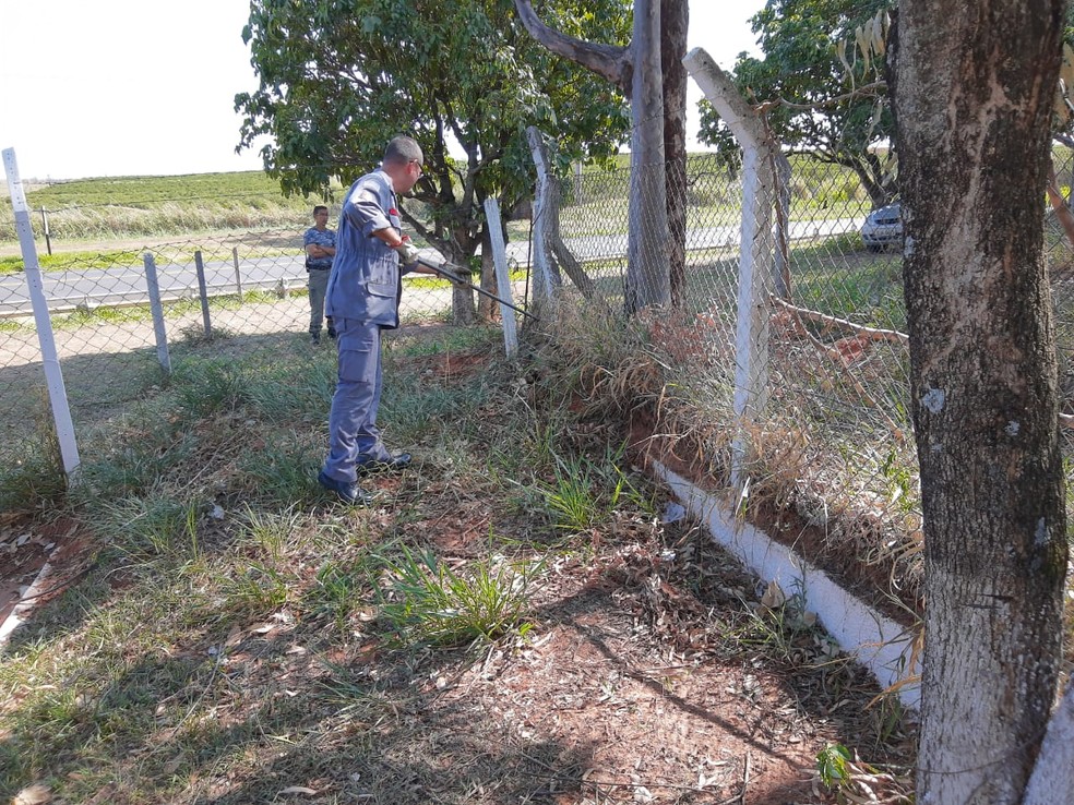 Jacaré foi capturado nesta segunda-feira (25) em Osvaldo Cruz — Foto: Corpo de Bombeiros