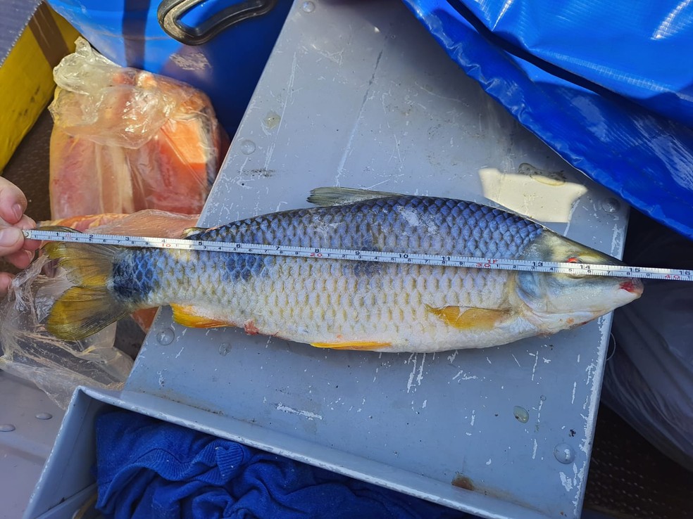 Pescados foram apreendidos em fiscalização policial em Teodoro Sampaio — Foto: Polícia Ambiental 