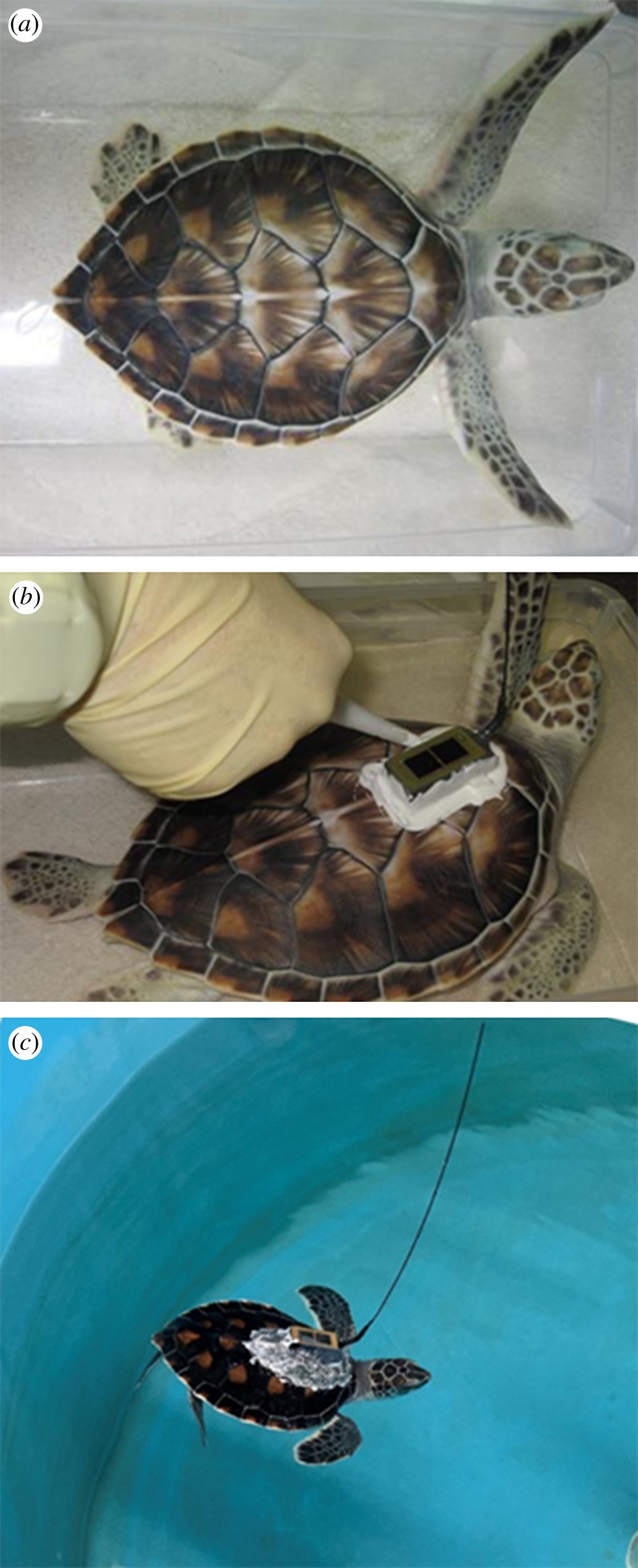 Processo de aplicação do sensor de rastreamento adesivado no casco de uma jovem tartaruga-verde  (Foto: K. Mansfield (a, b) e J. Wyneken (c))