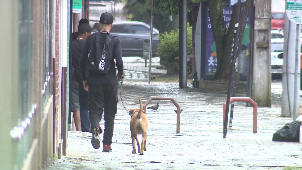 Suspeito foi flagrado pela equipe da RPC andando pela região da agressão junto com o cachorro — Foto: Reprodução/RPC