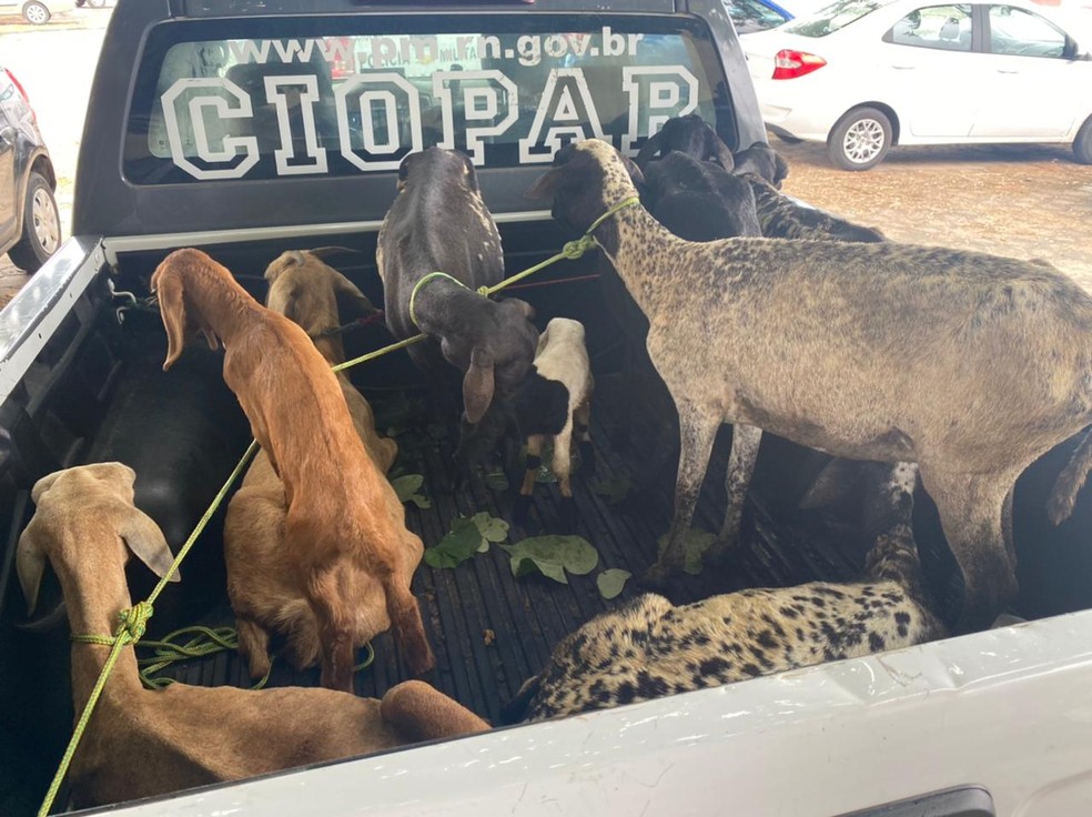 Animais roubados aguardam chegada de proprietário a delegacia dentro de viatura da PM, em Natal. — Foto: Kleber Teixeira/Inter TV Cabugi