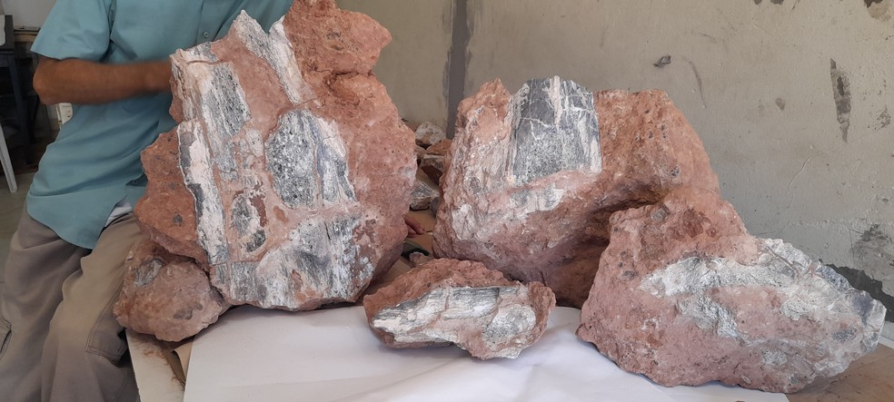 Mais um fóssil de Titanossauro foi encontrado por pesquisadores nas obras da Rodovia Rachid Rayes (SP-333) sentido Assis (SP) — Foto: William Nava /Arquivo Pessoal