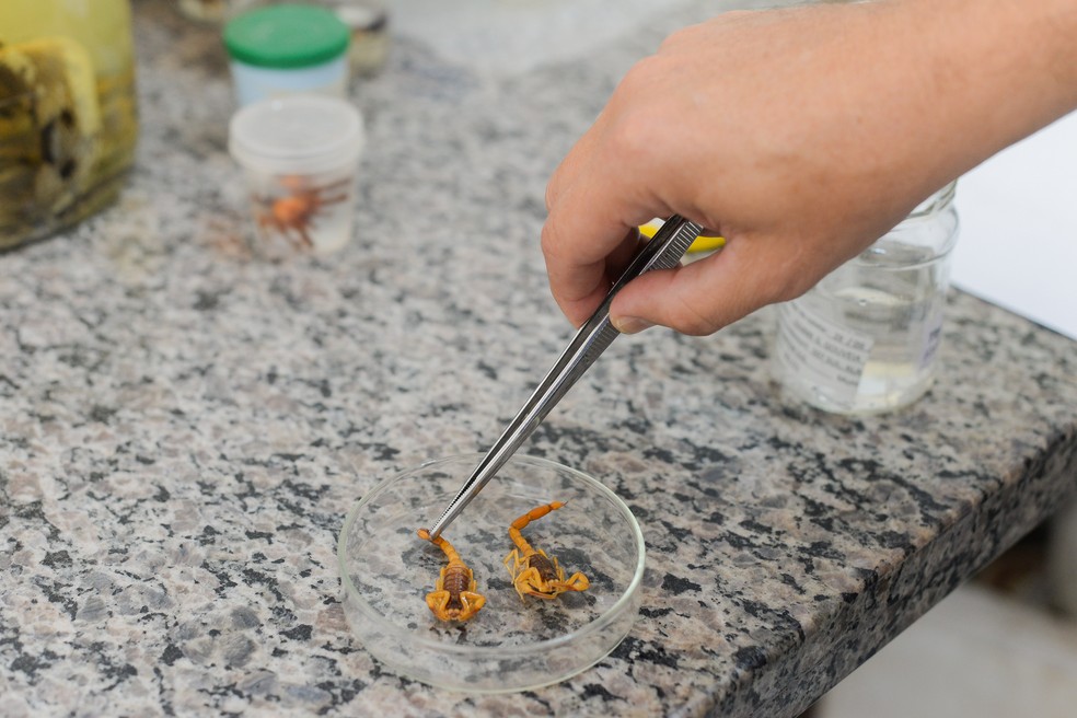 Calor e tempo seco favorecem a presença de escorpiões em casa — Foto: Raiza Milhomem/Prefeitura de Palmas