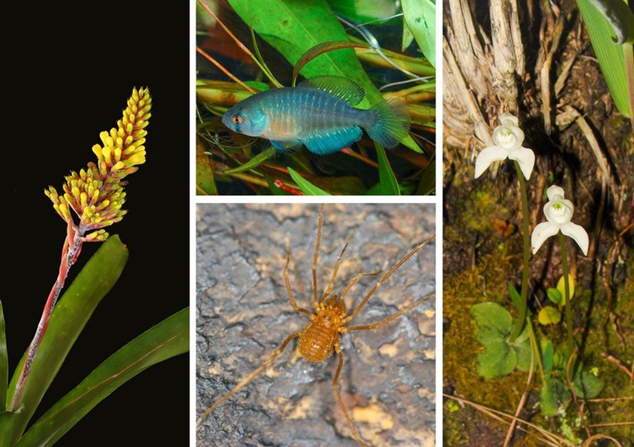 Até junho deste ano, foram analisadas 8.761 espécies, sendo 5.511 de fauna e 3.250 de flora