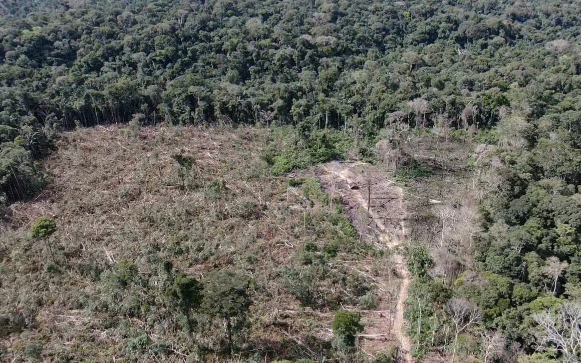 Reserva Extrativista Guariba-Roosevelt teve áreas desmatadas por madeireiros ilegais — Foto: Reprodução