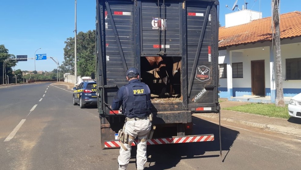 No compartimento de cargas onde estava a maconha havia três cavalos sendo transportados — Foto: Polícia Rodoviária Federal/Divulgação