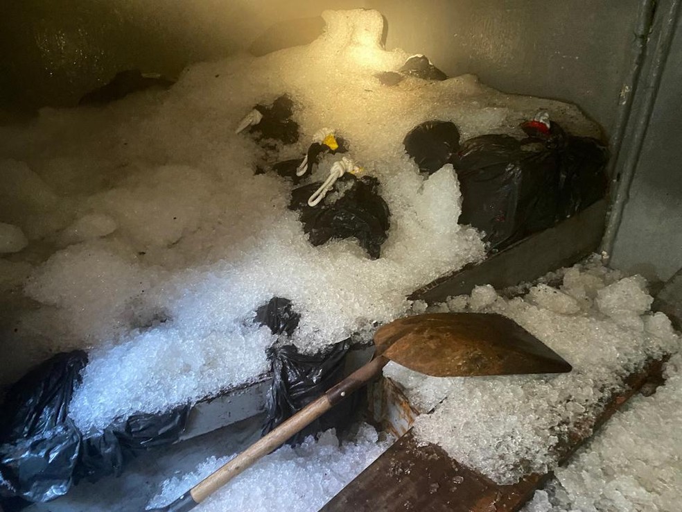 Droga estava divididas em sacos acondicionados em gelo no porão da embarcação. — Foto: Polícia Federal/ Divulgação