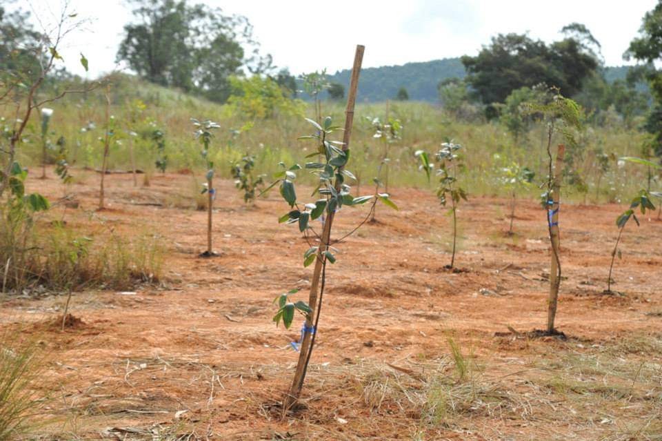 Ação de reflorestamento beneficiou o Sistema Cantareira com o plantio de mudas (Foto: Divulgação)