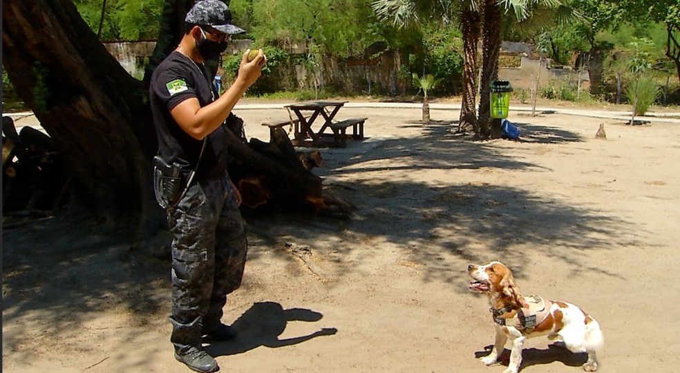 Toby foi treinado pelo próprio dono, policial civil, e ajuda agentes da Denarc, em Mossoró — Foto: Inter TV Costa Branca
