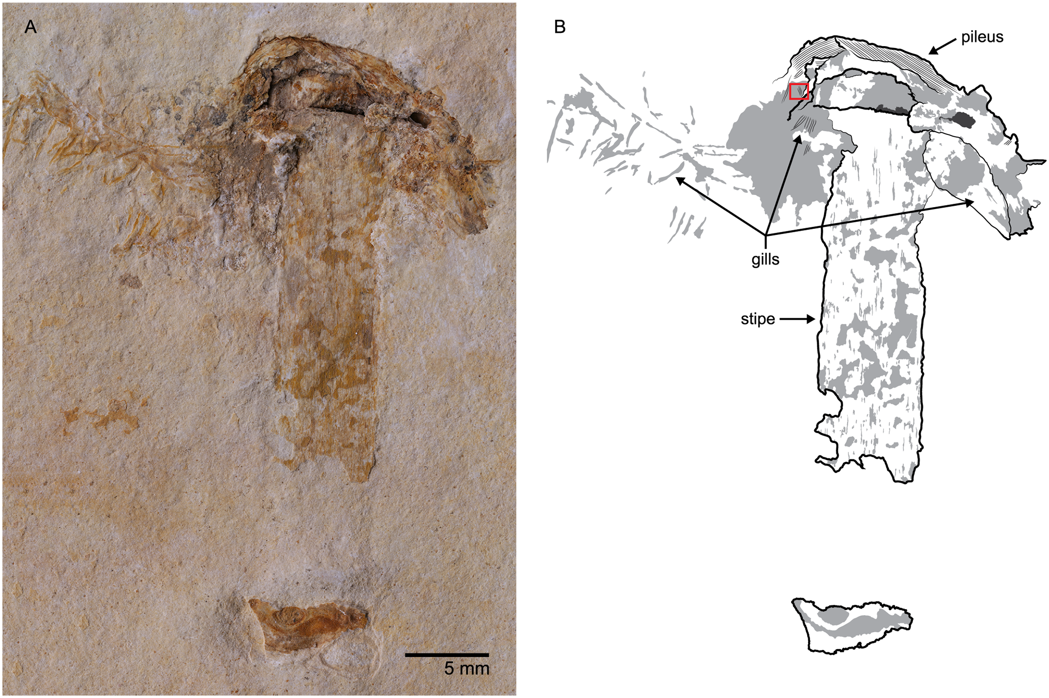 Gondwanagaricites magnificus, fóssil de cogumelo mais antigo do mundo (Foto: Reprodução/ Plos one)