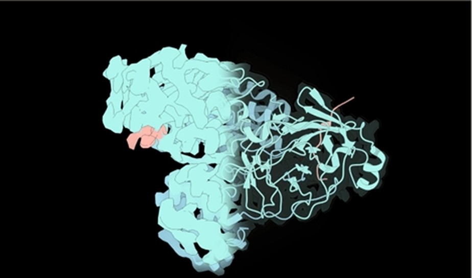 Mapa de criomicroscopia do dímero da proteína Mpro em interação com o N-terminal